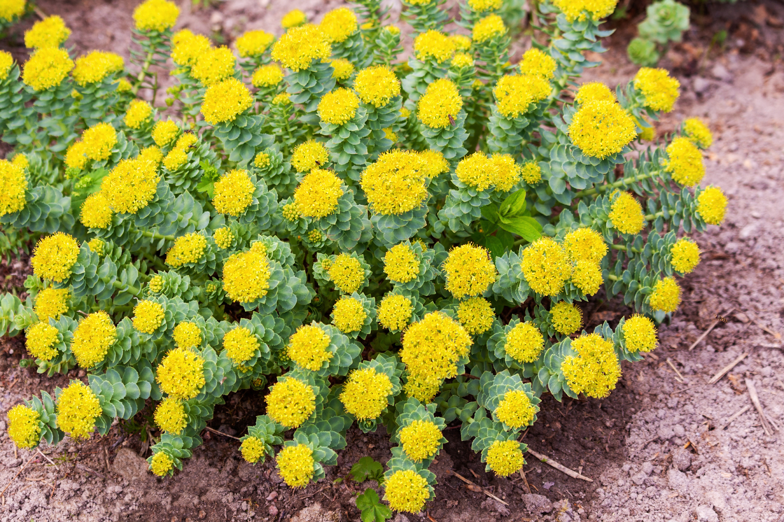 What is Rhodiola Rosea?