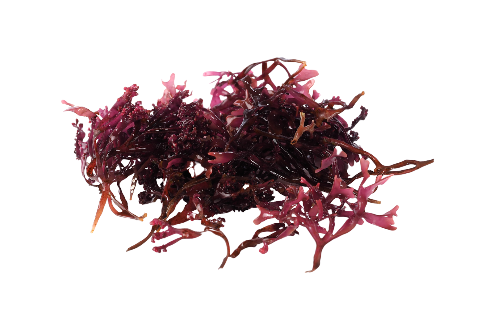 What Is Irish Sea Moss?