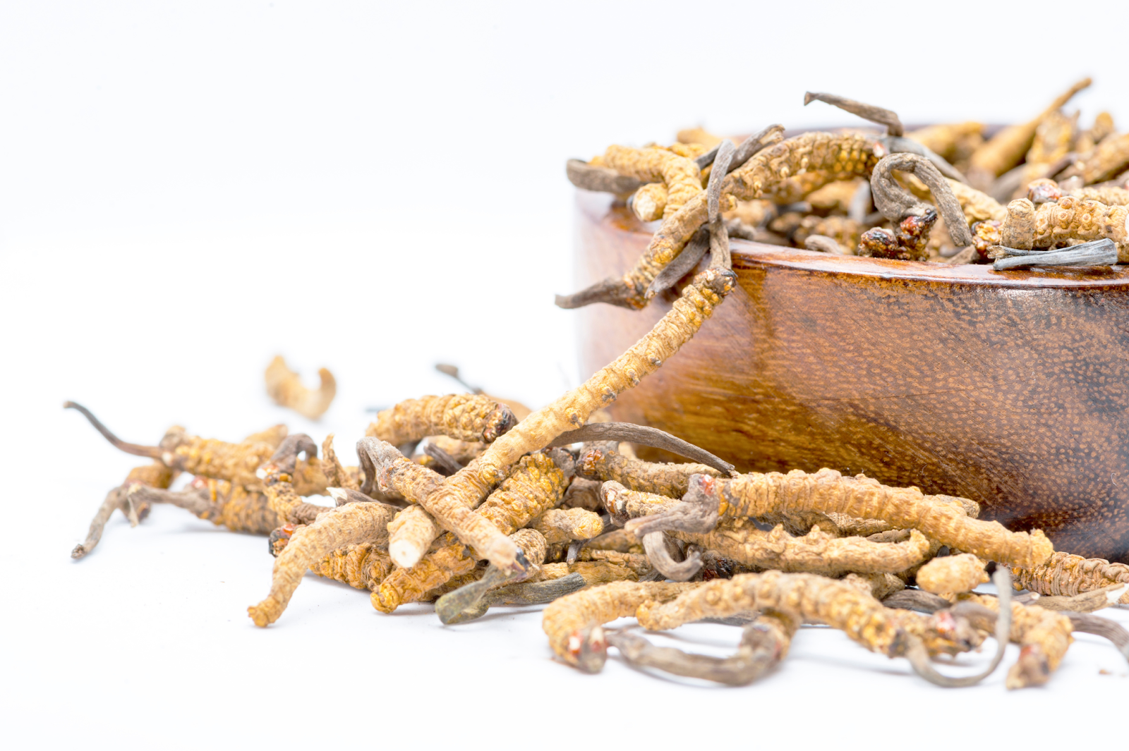 What Are The Benefits Of Cordyceps?