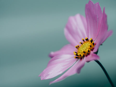 7 Flores Especiales para Sembrar en Agosto en el Hemisferio Sur – Tienda  Jardin