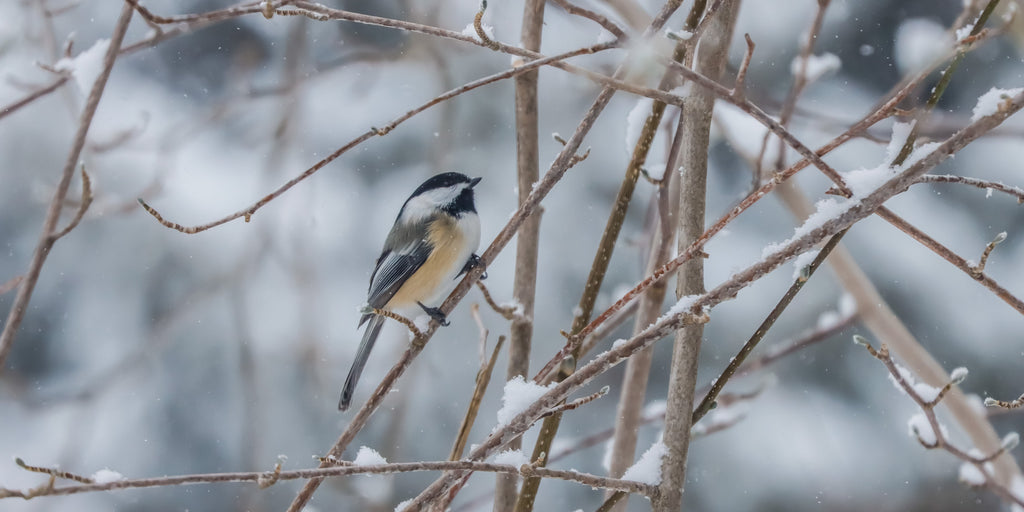 Chickadee