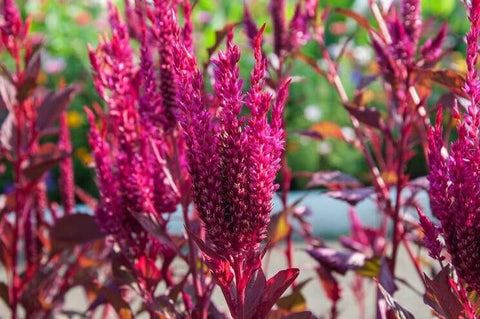 The Amaranth Plant: How It Works