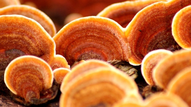 Organic Reishi Mushroom