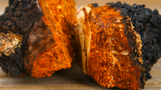 Organic Chaga Mushroom