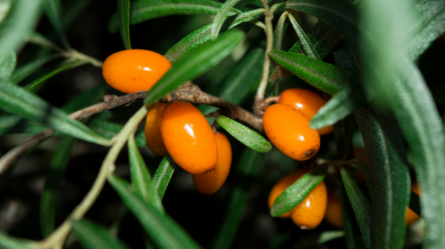 Organic Sea Buckthorn