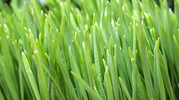 Organic Wheatgrass