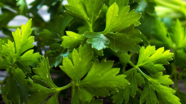 Organic Parsley