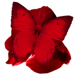 Rose Butterfly