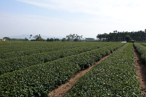 MingJian tea farm