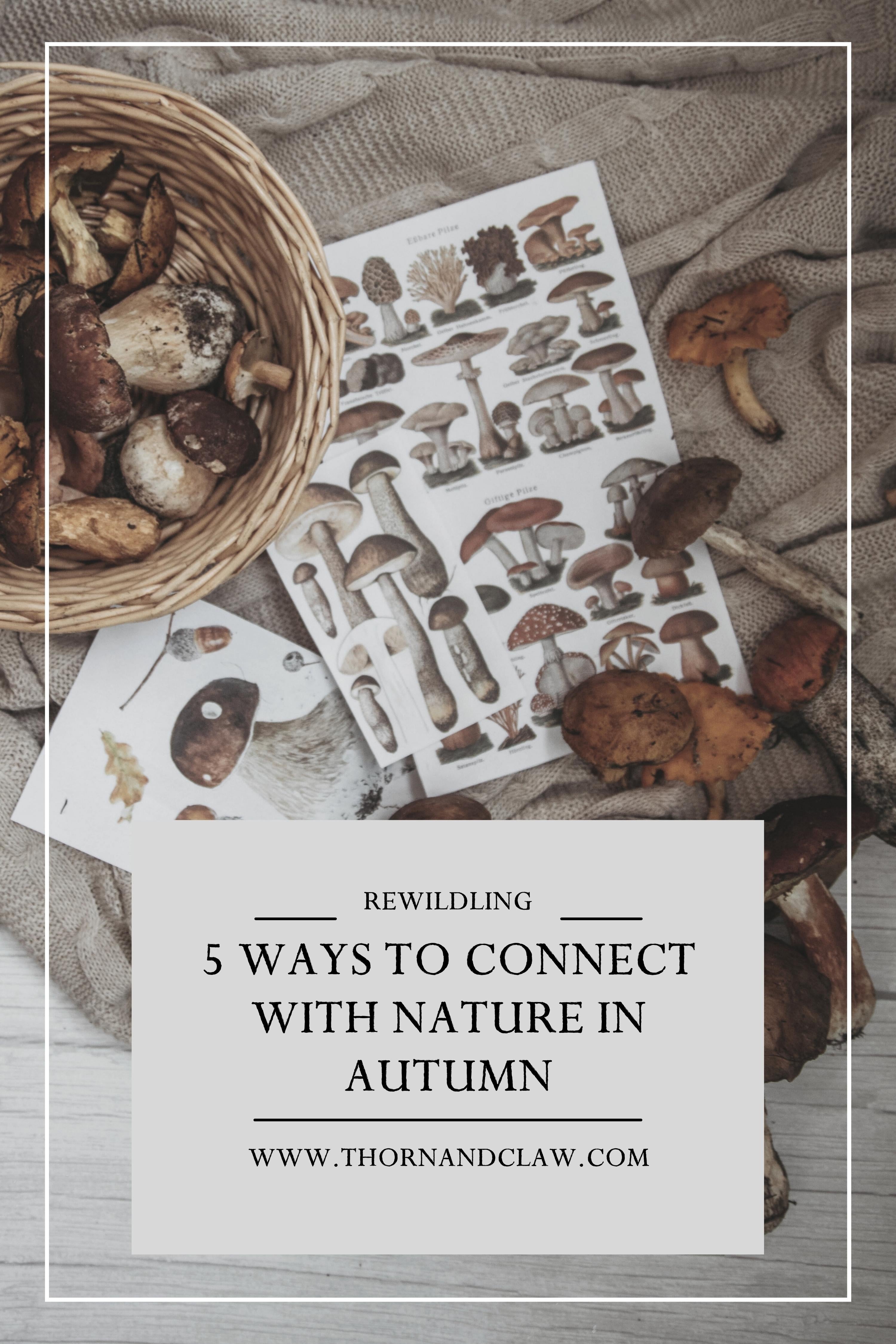 5 ways to connect with nature in autumn