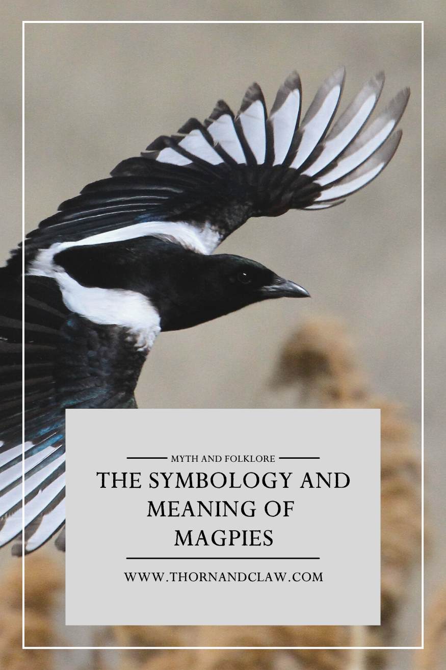 The symbology and meaning of magpies thorn and claw