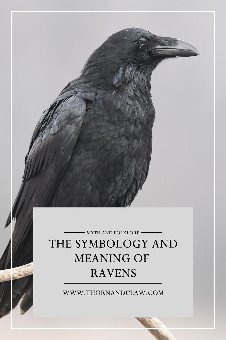 Raven symbology and meaning