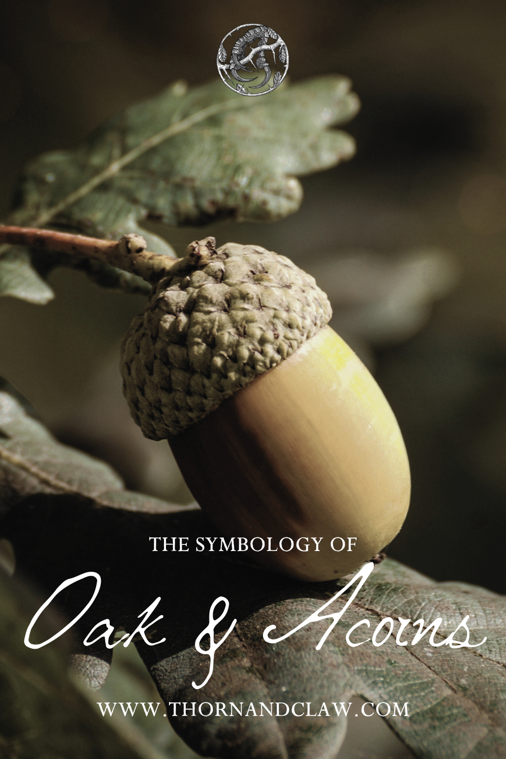 The symbology of oak trees and acorns