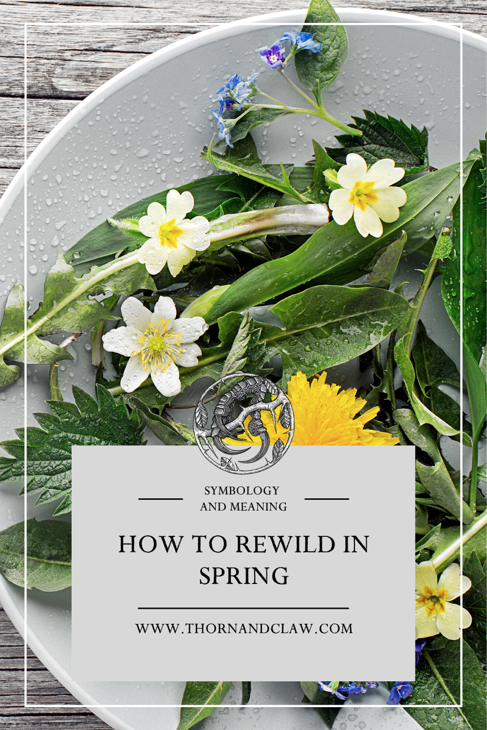 How to rewild in spring. Connect with nature in spring. 