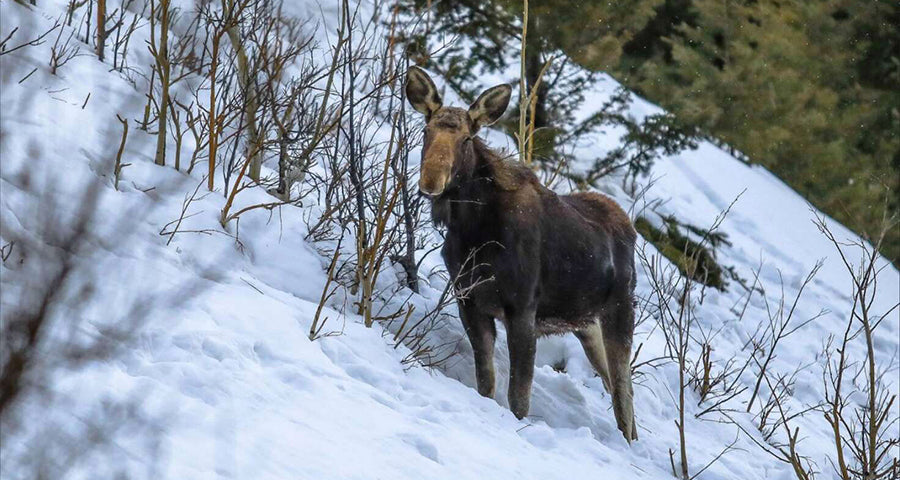 moose outside in the snow