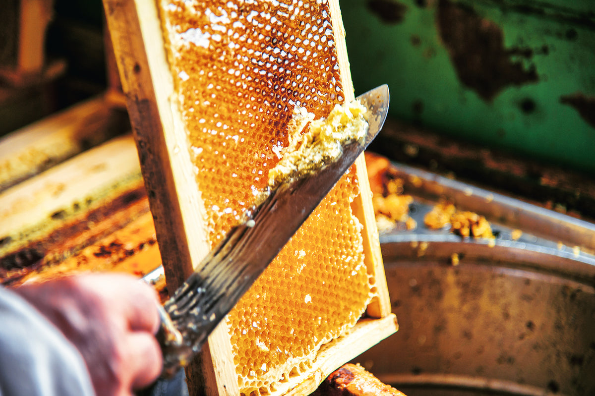 A beekeeper separates the wax from the honeycomb frame.