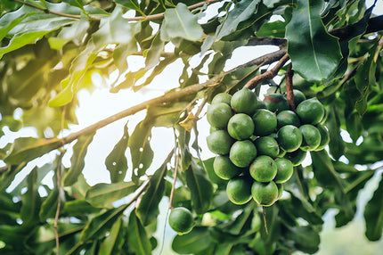 Macadamia tree with pre-harvest fruit on a sunny day.