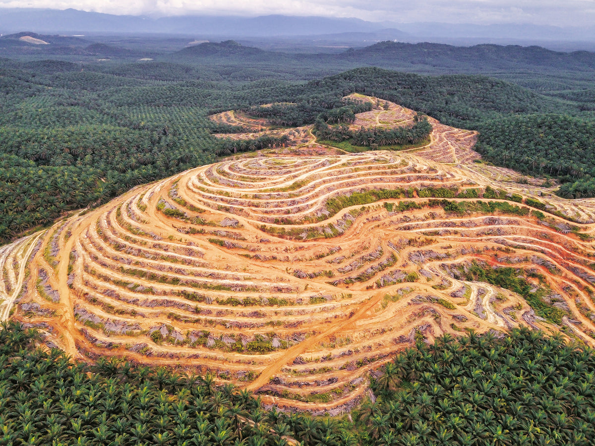 Deforestation associated with palm oil production