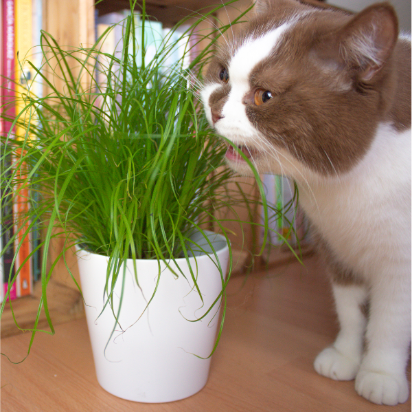 Ungiftige Zimmerpflanzen für Katzen &amp; Hunde pilea pergé