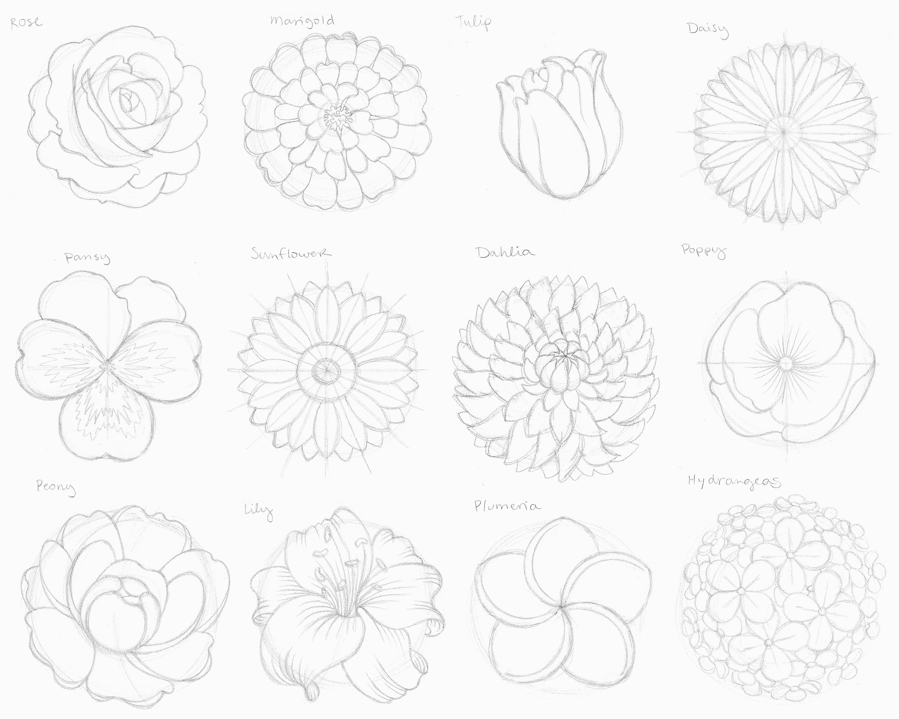 The Layout Of Different Types Of Flowers On A White Background Stock  Illustration - Download Image Now - iStock