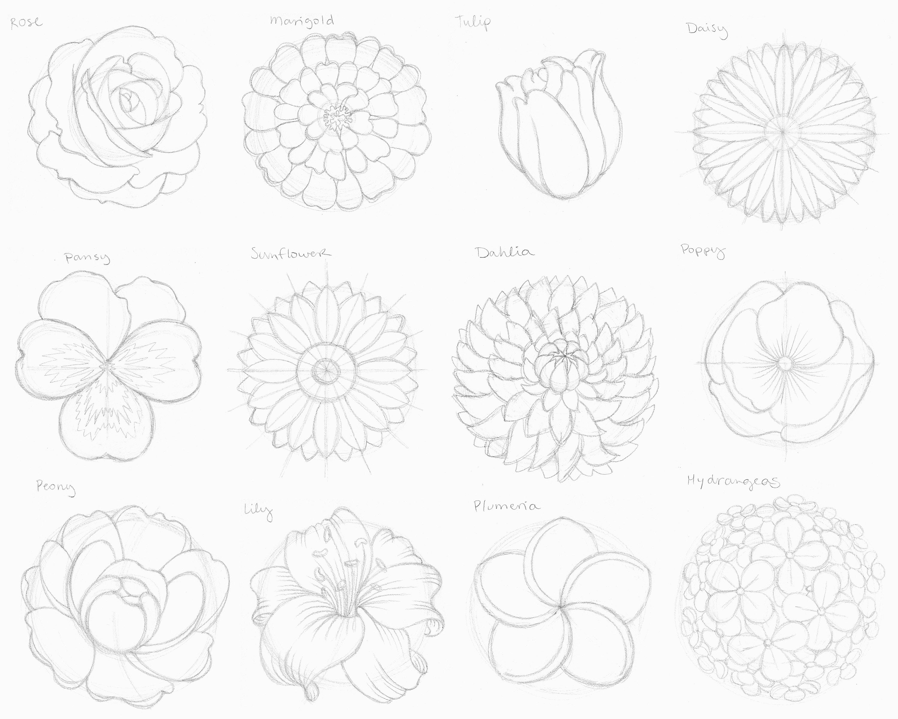 how to draw a poppy flower step by step