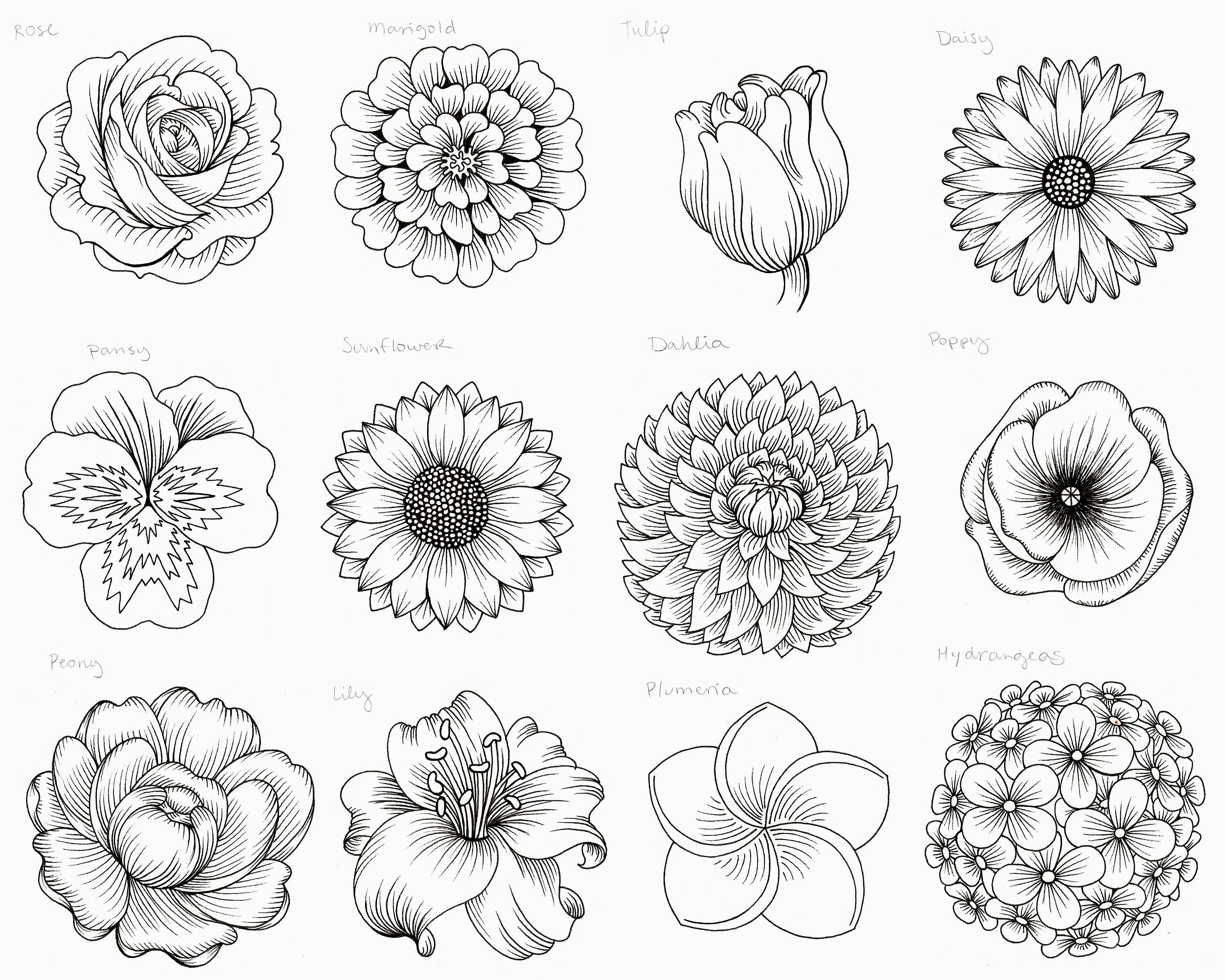 Nature, draw + outline flowers