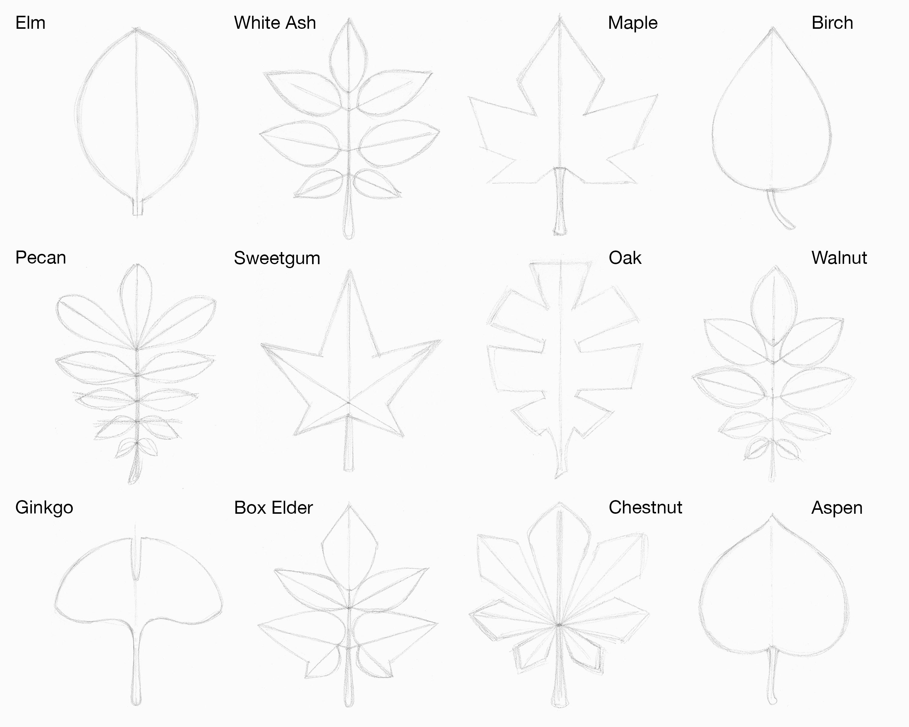 Leaf Fall Drawing PNG Transparent Images Free Download | Vector Files |  Pngtree