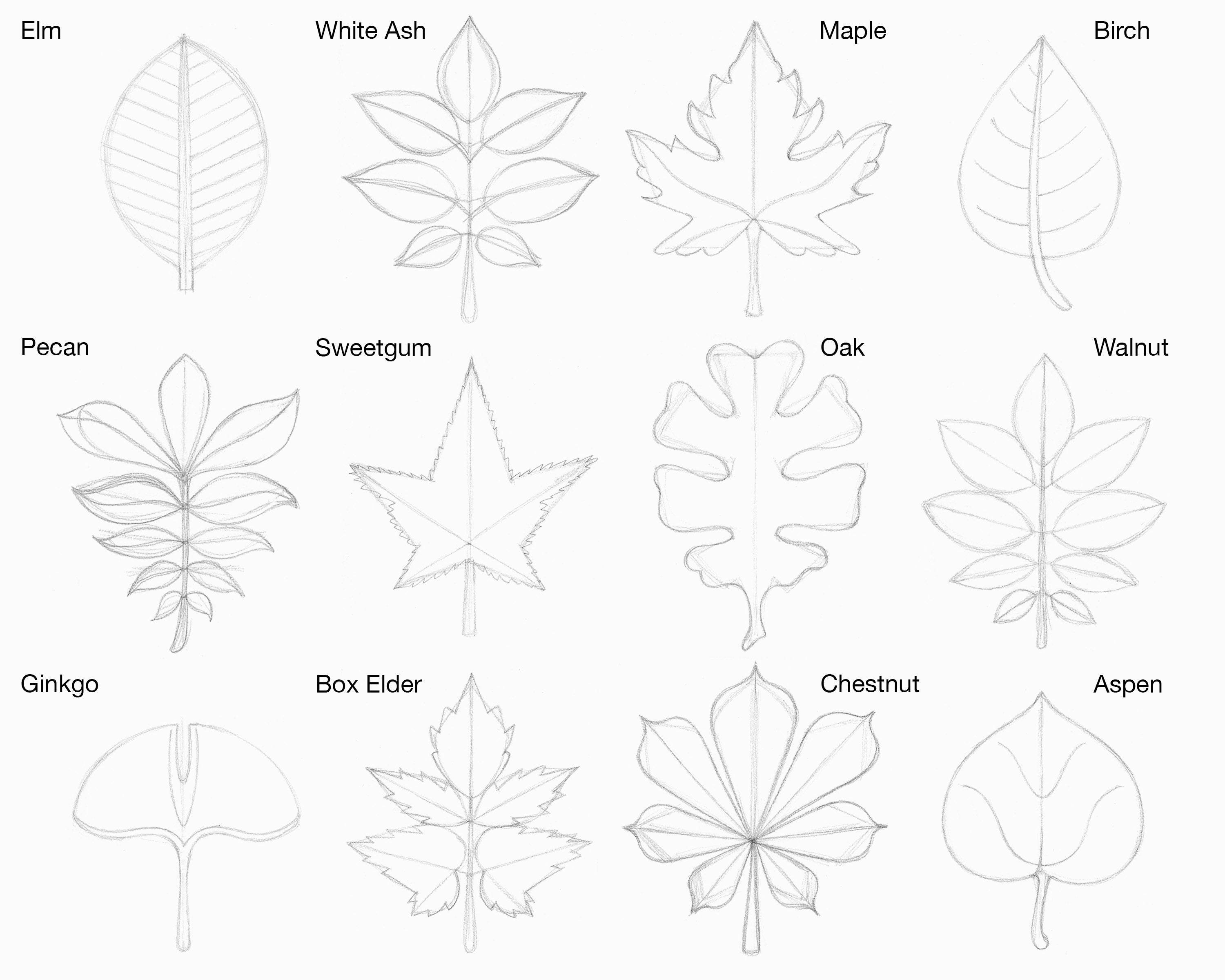 Doodle Coloring Of Leaves Icon Isolated On White Outline Kids Hand Drawing  Art Line Leaf Logo Stick Eco Emblem Sketch Vector Stock Illustration  Royalty Free SVG Cliparts Vectors And Stock Illustration Image