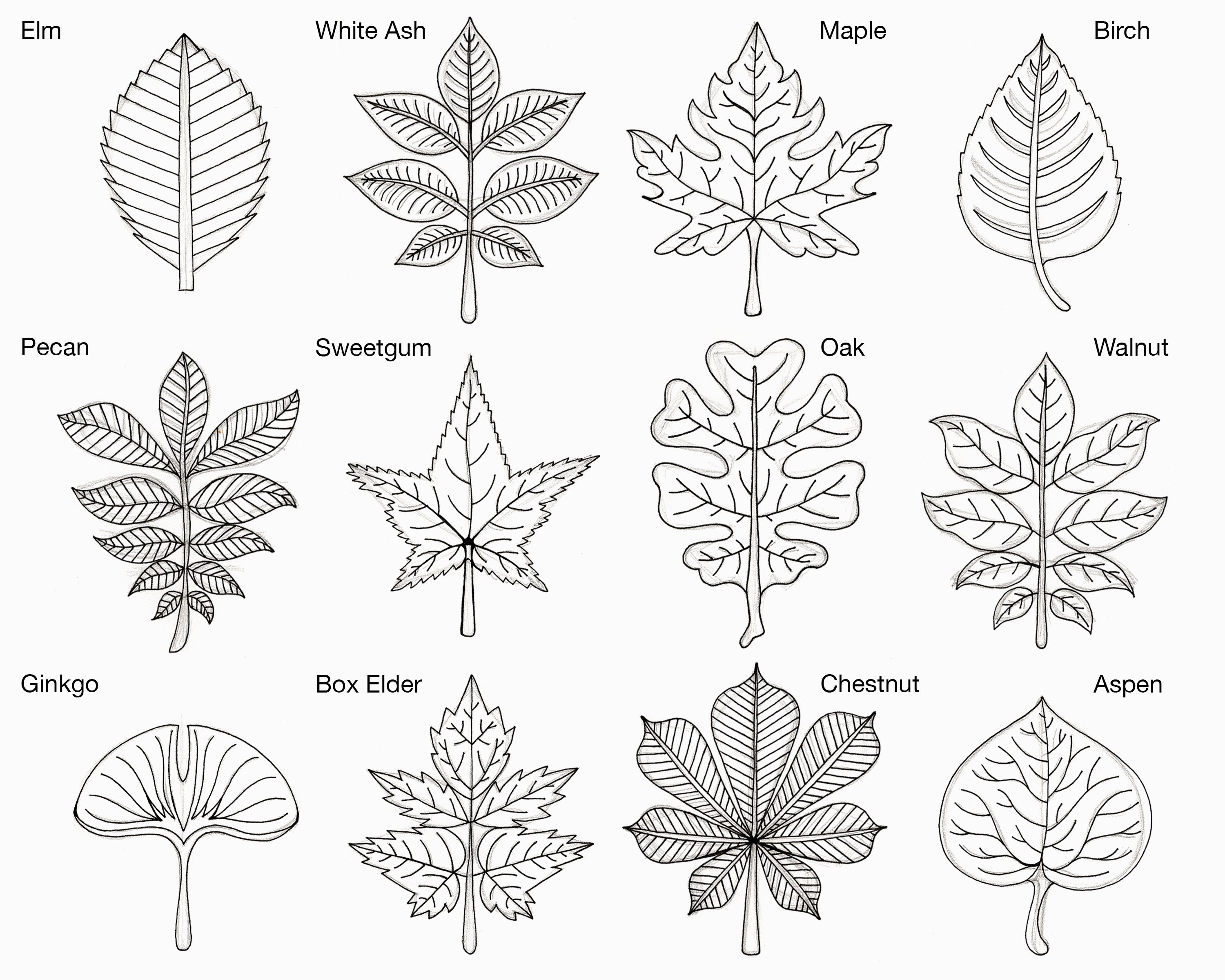 How to Draw a Leaf Step by Step  EasyLineDrawing