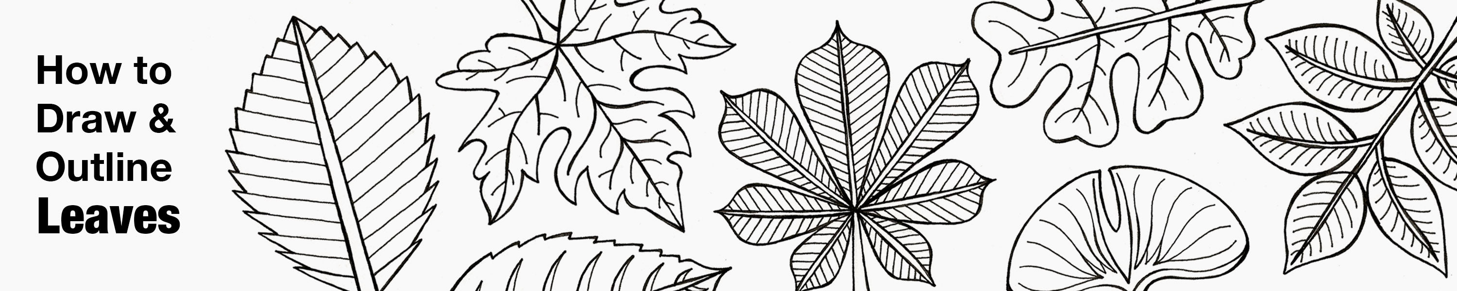 Drawing Leaves of Deciduous Trees