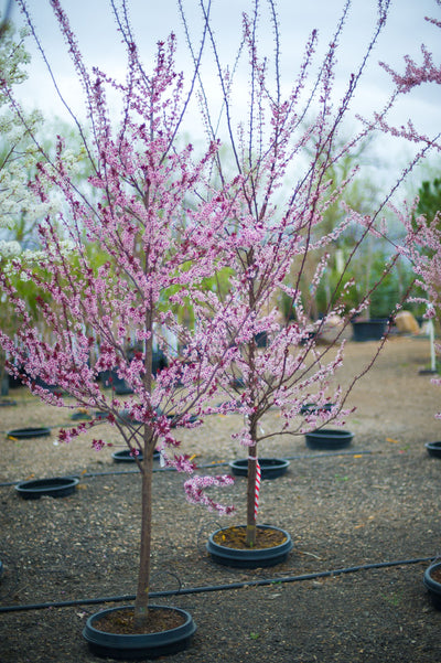 Flowering Red Leaf Plum Tree Orange Garden Center