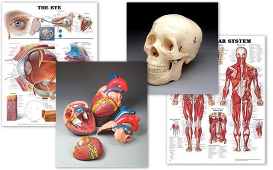 anatomical-body-diagram-charts-for-sale-medshop-new-zealand