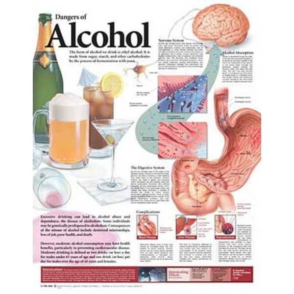 Dangers of Alcohol Anatomical Chart