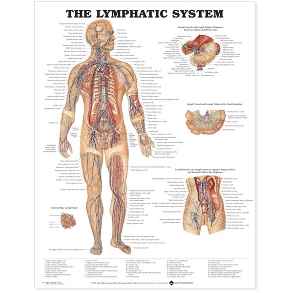 The Lymphatic System Anatomical Chart