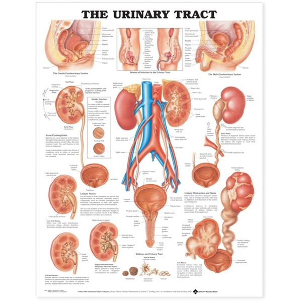 The Urinary Tract Anatomical Chart