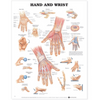 Hand and Wrist Anatomical Chart