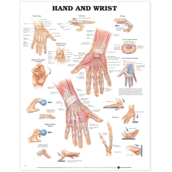 Hand and Wrist Anatomical Chart