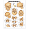 The Human Skull Anatomical Chart