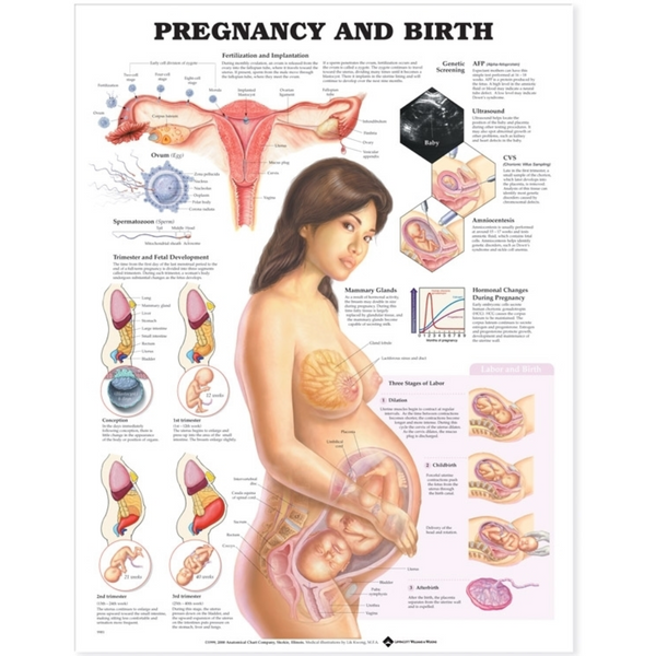 Pregnancy and Birth Anatomical Chart