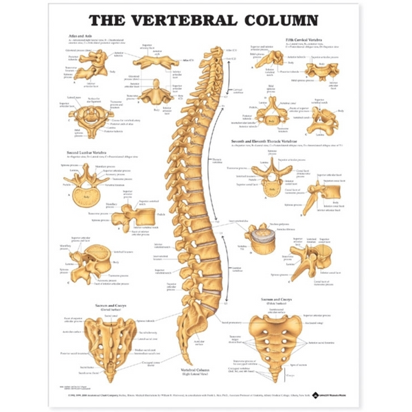 The Vertebral Column Anatomical Chart