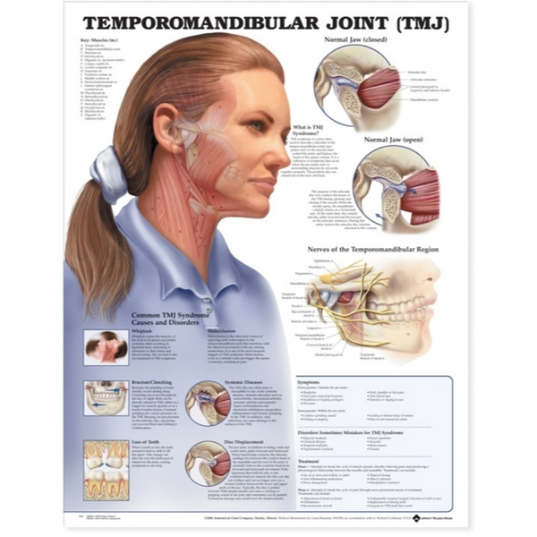 Temporomandibular Joint (TMJ) Anatomical Chart