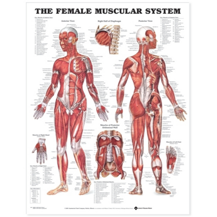 Female Muscular System Chart