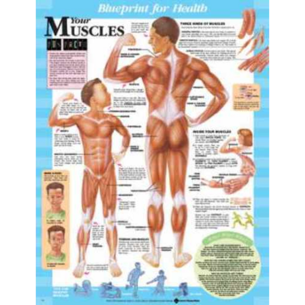 Blueprint for Health Your Muscles Chart