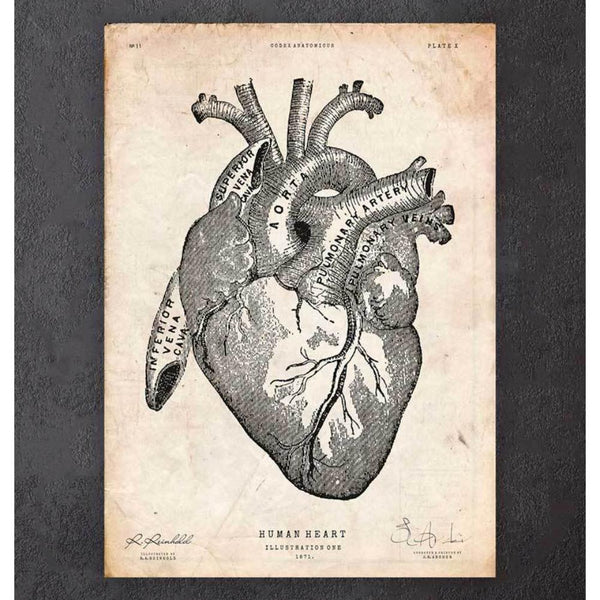 Heart Anatomy Print II