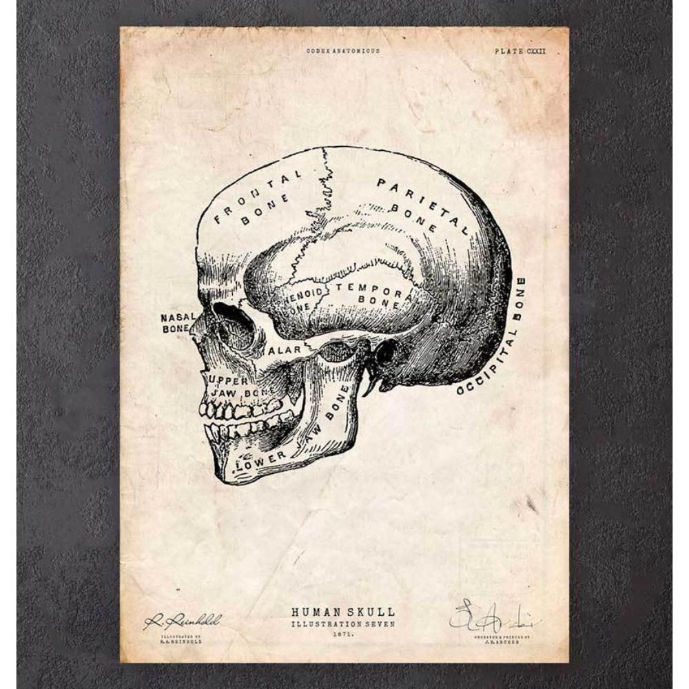 Human skull print VIII - Codex Anatomicus