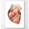 Heart Anatomy Watercolor