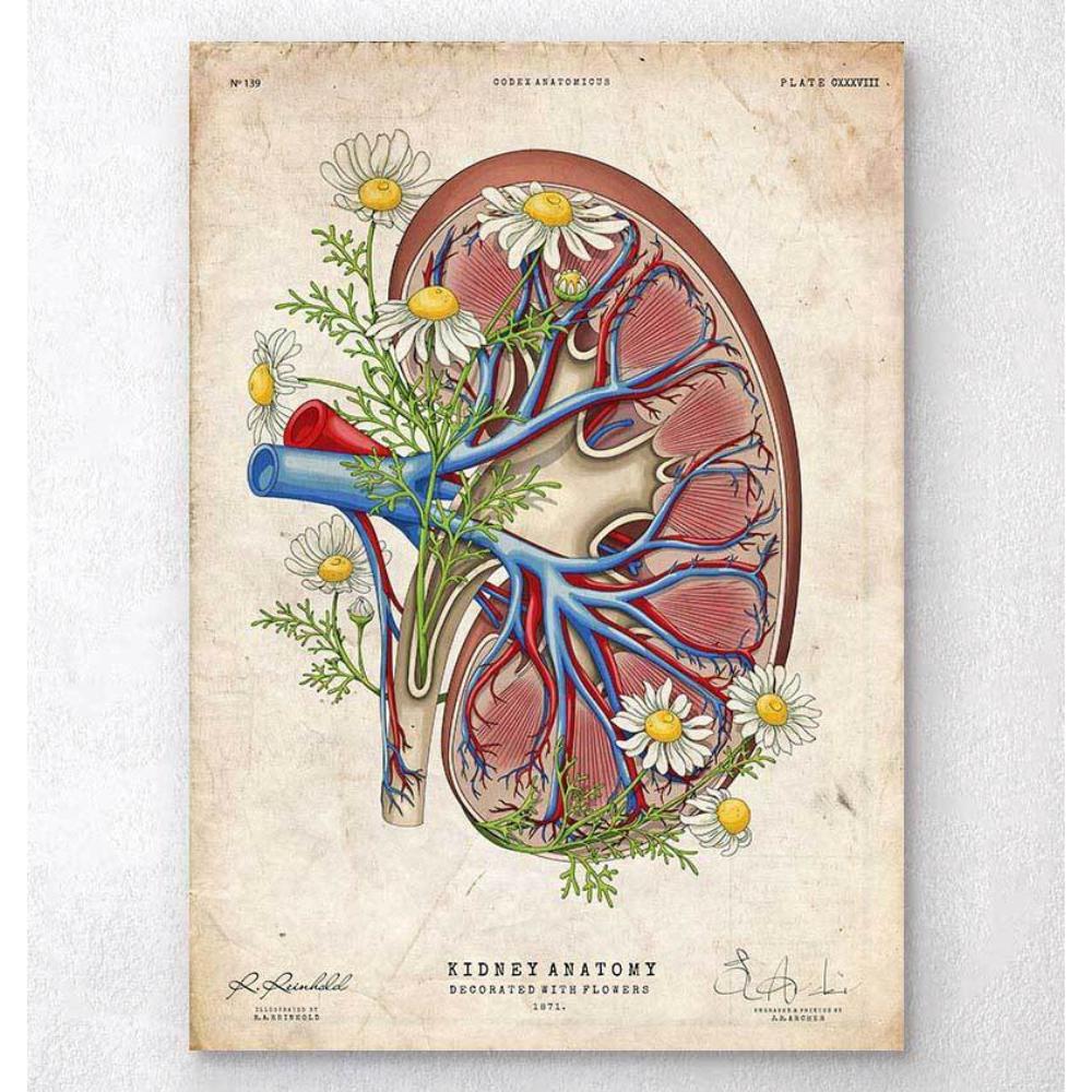 Floral Kidney Anatomy Old Paper