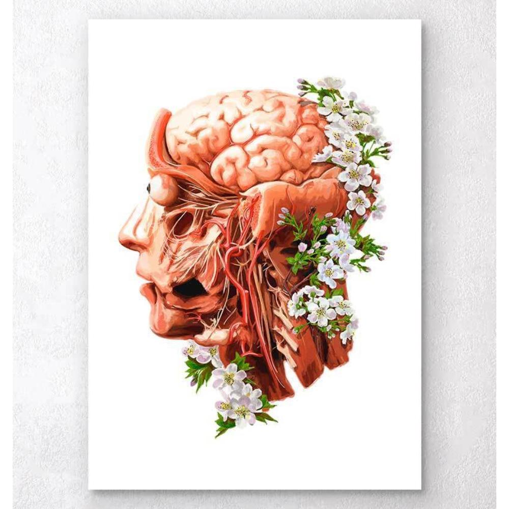 Anatomical Art for Sale
