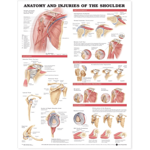 Anatomical Chart Company Anatomical Charts Anatomy and Injuries of the Shoulder Anatomical Chart