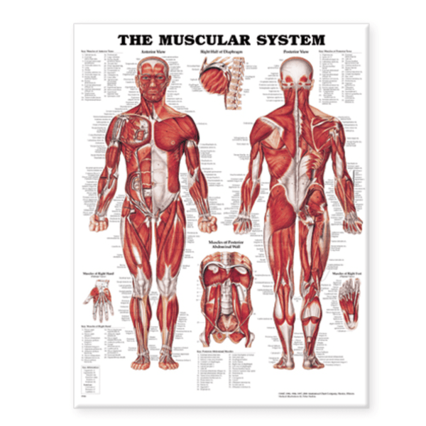 Anatomical Chart Company Anatomical Charts Laminated Anatomical chart - Male Muscular System